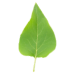 leaf7