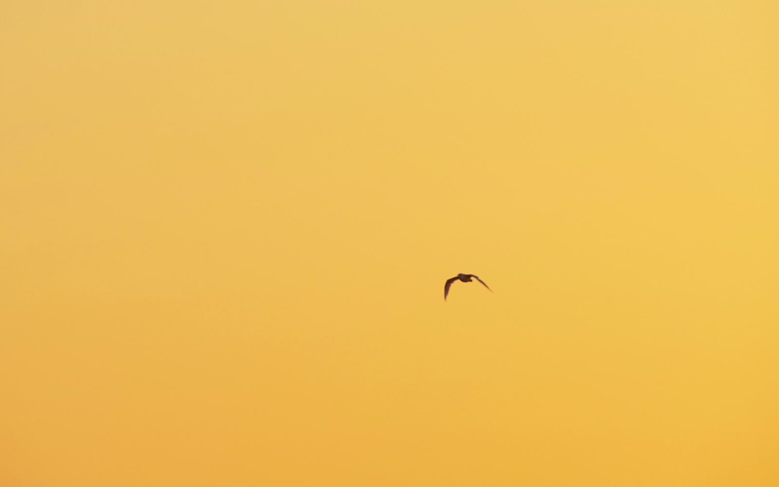 Stock Video