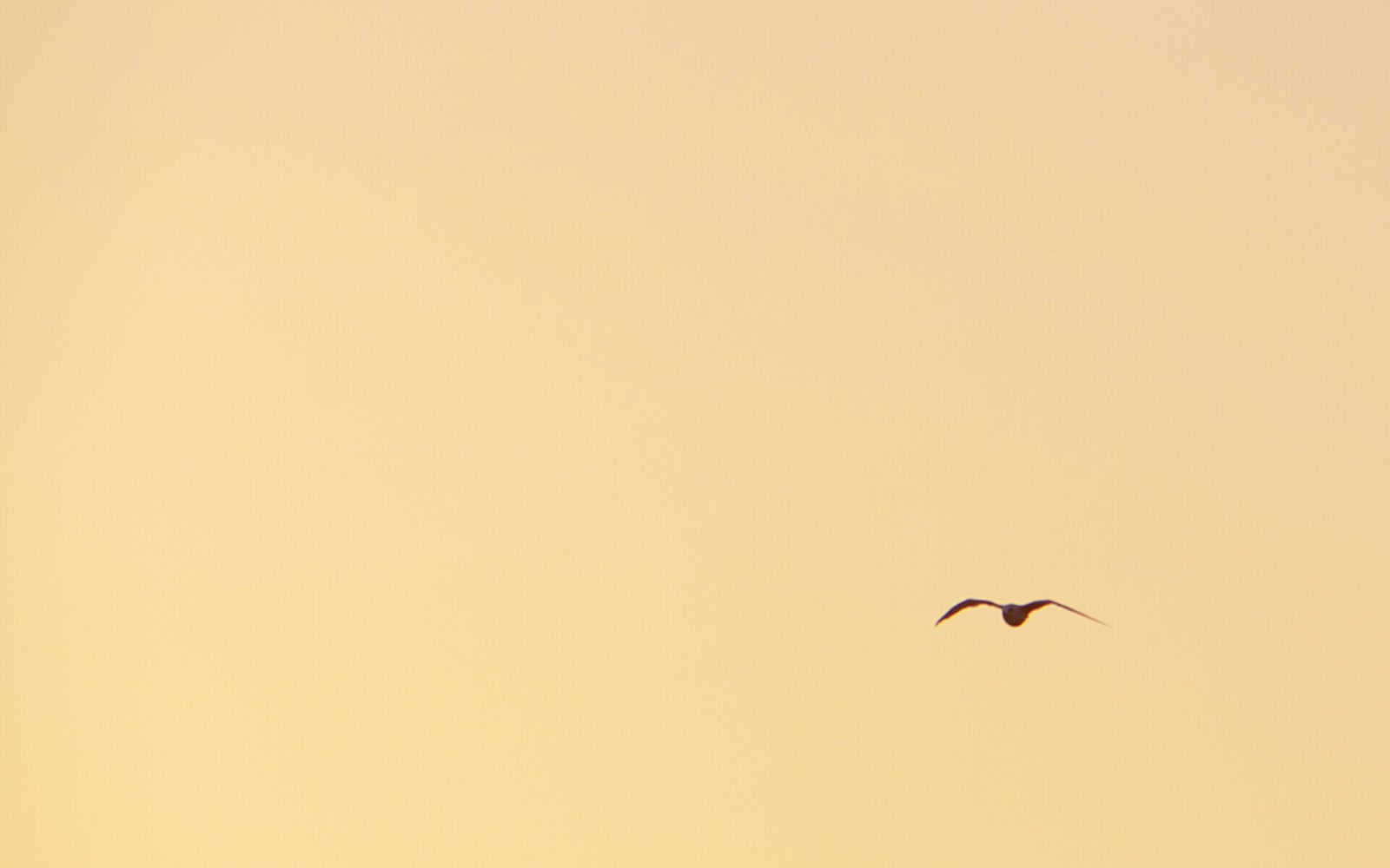Stock Video