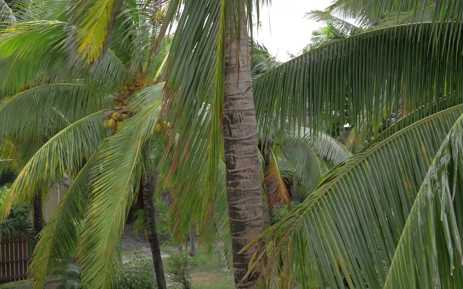 Stock Video