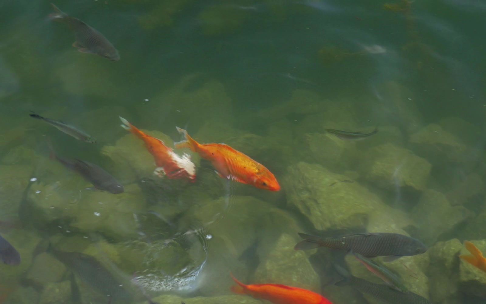 Stock Video