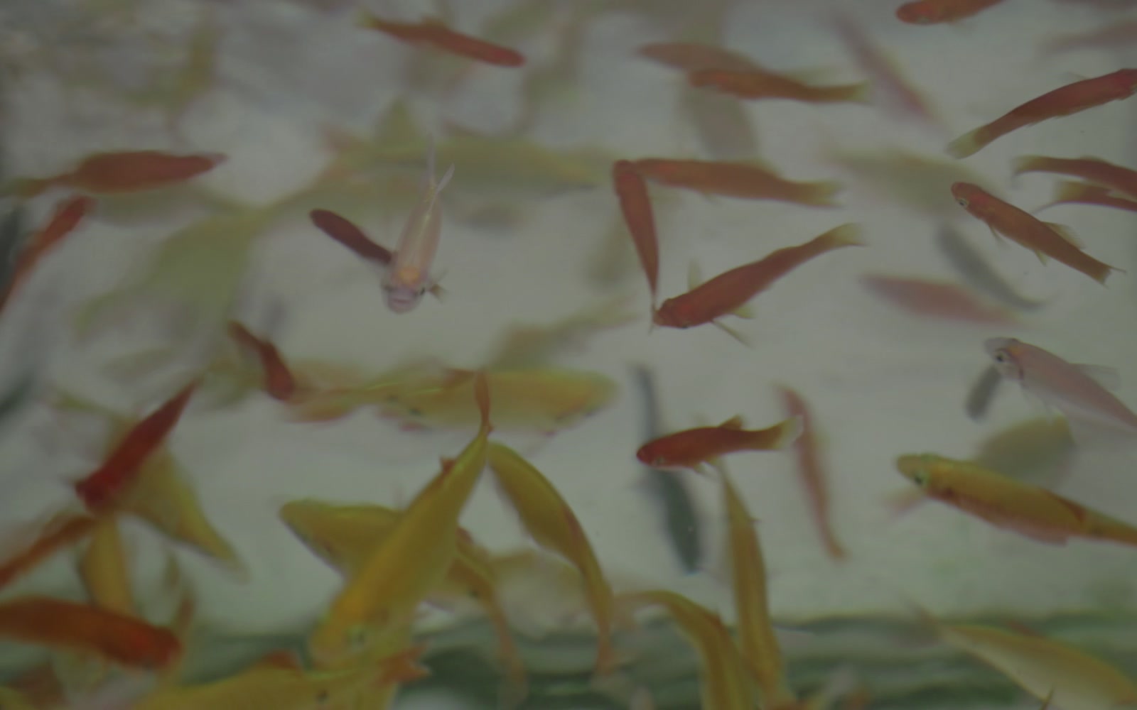 Stock Video